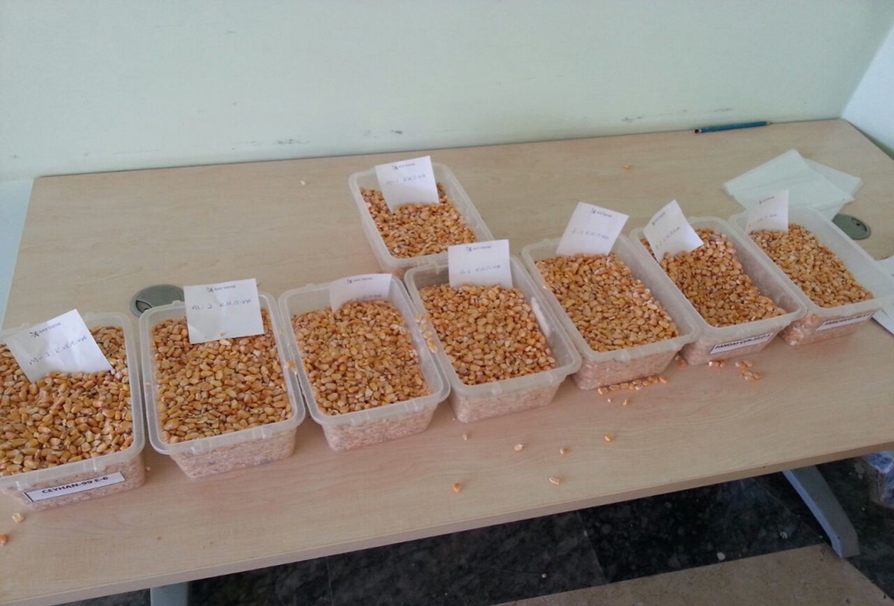 Şanlıurfa Ticaret Borsasında dane mısır ihalesi